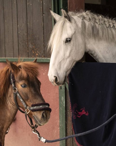 Scuola Pony